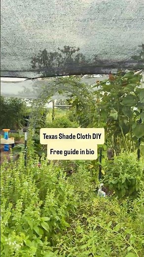 How I keep my Texas garden alive in summer.