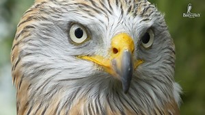 132 reactions · 31 shares | See the awesome Birds of Prey at the...