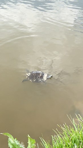 Shell-ebrating a New Beginning! 🥳🐢☀️ This amazing Eastern Painted Turtle came to us after an unfortunate incident with a dog left her with considerable wounds and shell damage. Witnessing her steady progress and incredible recovery was incredibly heartwarming! Over approximately six weeks, our team provided meticulous care, including antibiotics to combat infection and pain medication to ensure her comfort, as well as wound care to keep her wounds healthy. We're delighted to announce she's mad