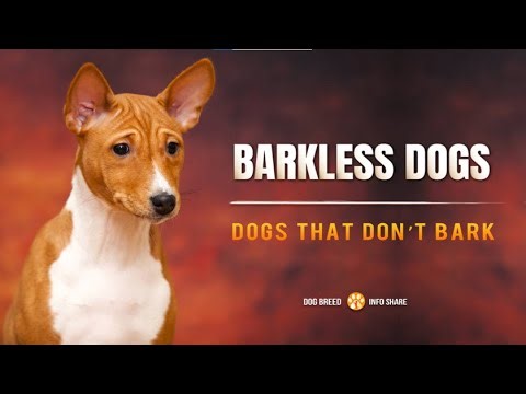 The 7 Barkless Dog Breeds That Don't Bark or Howl | Yodel or Whistle Instead of Barking