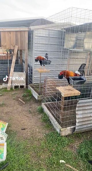 Dinner Time in the Fly Pens: Gamefowl Breeding Insights