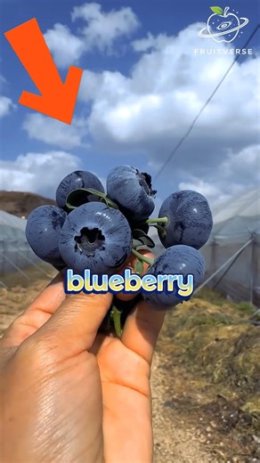 Fruits That Can Improve Your Brain Function 🧠 🍇