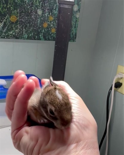 36K views · 2.3K reactions | This teeny little bunny just bit me. Bunnies in general do not bite, they are too timid. So actually, I can appreciate a bunny who knows how to bite. She's just sticking up for herself! #babybunny | WEST Wildlife Rehab | Facebook