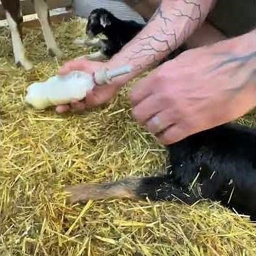 How We Feed Baby Goats From Birth to Weaning 🐐🍼