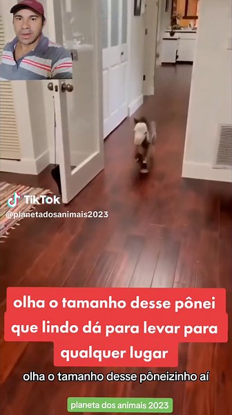 #planetadosanimais2023 #mini pônei