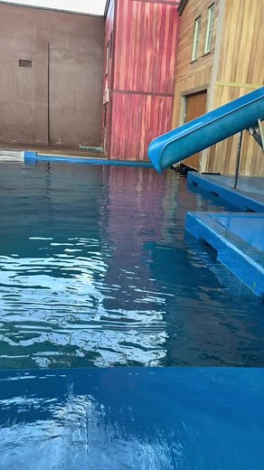 Seals and Sea Lions: A Quick Look