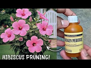 How to Prune Hibiscus Plant Correctly & Get Max. Growth?