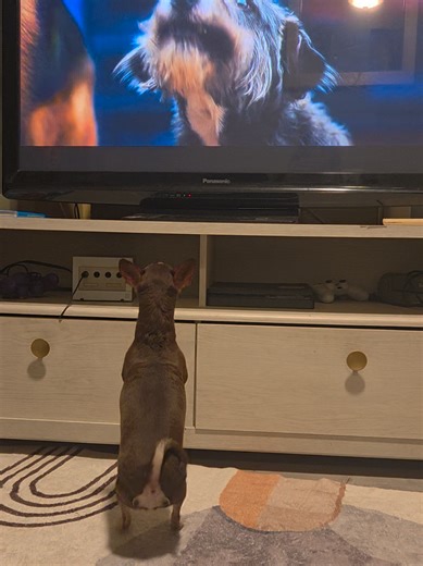 #chiweenie #caramelo #twostep #movie #ferocious
