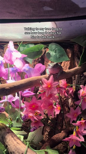 Talking to My Vocal White Tree Frog