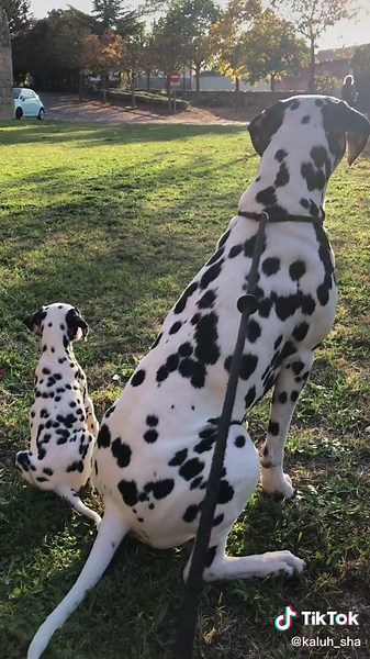 Pa sus chuchulucus 🤣 #dalmata #cachorro