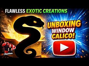 This Ball Python Gene Is HARD to Find… Window Calico Unboxing!