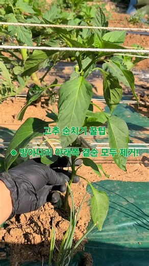 (텃밭)고추 순치기! [핵심포인트?방아다리!] #고추순치기 #고추곁순치기 방아다리 아래쪽 곁순은 모두 제거! 지면부터 다섯 마디까지는 잎도 함께 제거!