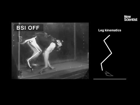 Paralysed monkeys walk again with brain implant