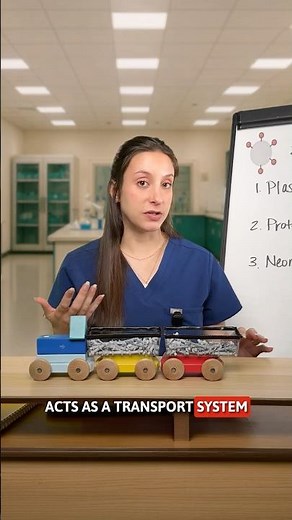 what's the role of albumin in the body?