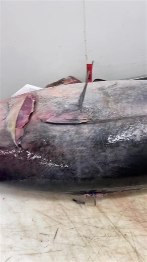 Processing a Large Tuna: Step-by-Step Guide