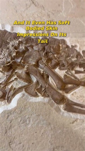 Epic Fossil Crocodile Collected In 2024 @ Fossil Lake Safari