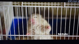 Ha ha, we're in the movies (well, kind of😜) Just watching Pat Shortt in The Flag and right at the start he opens the wardrobe and way hay, 'I'm a Savage For Bacon & Cabbage' HB tee looking back at him....and then a lovely arse crack. | Hairy Baby