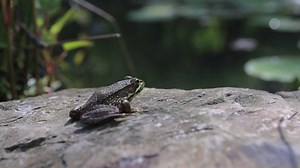 1.1K views · 29 reactions | Add a frog pond to your landscape. Take a nature break or share this with someone who needs it! What are your outdoor plans for this HOT weekend? | Virginia Department of Wildlife Resources | Facebook