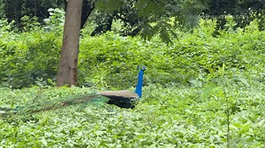 Beautiful Peacock 🦚 video | Indian Animals And Birds