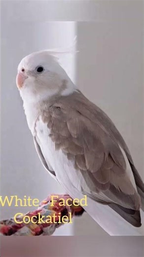 Top 10 Rare and beautiful cockatiels Mutation.