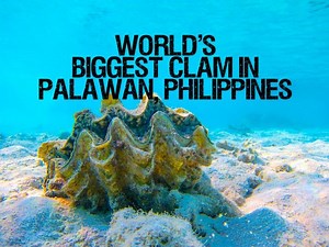 WORLD'S BIGGEST CLAM IN PALAWAN, PHILIPPINES Video credits to Michael Fazio | Filipinos AroundtheWorld