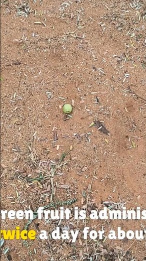 phyllanthus Emblica: Scurvey (Vitamin -C) Medicinal use