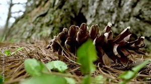 Pine cone falling on spruce branches in the forest. Close-up. Slow motion