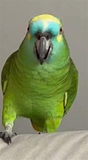 Parrot vs Cat Gone Wrong – Police Get Involved! 🚔🤣