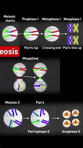 Meosis,,,,,, #biology #study #animation study @StudyHunterOfficial