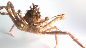 10K views · 1.4K reactions | The Japanese spider crab, shown in the...