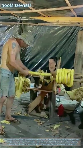 Zigarrenrollen! Traditionelle Zigarrenherstellung