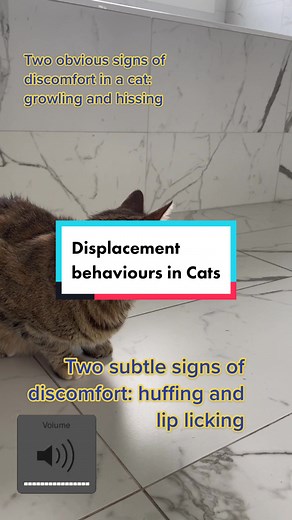 Dr. Serena 🇨🇦 Pet-Vet (@dr.serena_pet_vet) - Understanding Cat Displacement Behaviors: Huffing and Lip-Licking Explained