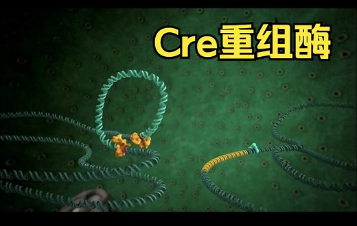 Cre重组酶剪切DNA示意（Cre-loxP基因编辑）