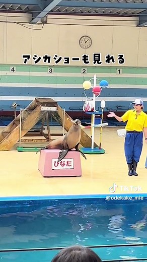 今回は三重県鳥羽市の「イルカ島」を紹介したよ✨ イルカに触ったり、エサをあげれたりできる島🏝️！ 私も娘も、イルカに触るのは初めてやったけど、 イルカの可愛さがヤバすぎるー！😊 そして、イルカって温かいー！！ ✨事前準備✨ ・フェリーのチケット（イルカ島への入場料を含む）をネットで購入 大人:2300円（ネットだとここから100円引き） 4歳〜小学生:1200円（ネットだとここから50円引き） ✨当日✨ 8:30（佐田浜第1駐車場に到着） 9:00（始発の船に乗る） 9:15（イルカ島到着） ・到着後すぐに園内食堂でイルカえさやりチェット（バケツ1杯600円）を買う！（数量限定） ※ちなみに我が家は3連休の最終日やったけど、始発の船に乗ったから、チケットは買えたよ🎫 （小学生以上だと、動画で紹介したワンタッチ以上にイルカに触れられるイルカタッチのチケット800円も買えるよ） 9:50（イルカおやつ） リフトに乗る（片道400円、往復700円） 幸せになる鐘を鳴らす 10:10（カワウソ握手会） リフトに乗って下に降りる 10:25（イルカショー） 10:50（イルカタッチ） 11