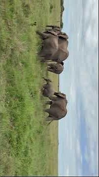 Elephants Grazing in Tall Grass | African Safari Kenya Masai Mara with Lenkoko #safariwithlenkoko