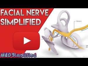 Facial Nerve Anatomy - Course , Nuclei , Branches etc