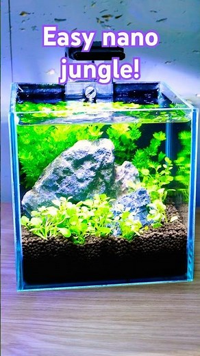 EPIC Nano Shrimp Tank made in 3 Minutes!