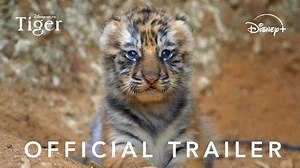 In the vast jungles of India, one mother's tail unfolds. 🐅🐾🌏 Disneynature's #Tiger, narrated by Priyanka Chopra Jonas, arrives exclusively on Disney Canada this Earth Day, April 22. | Disney CA