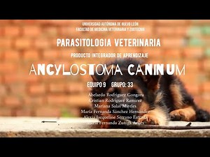 Ciclo Biológico Ancylostoma Caninum | PIA | Parasitología Veterinaria