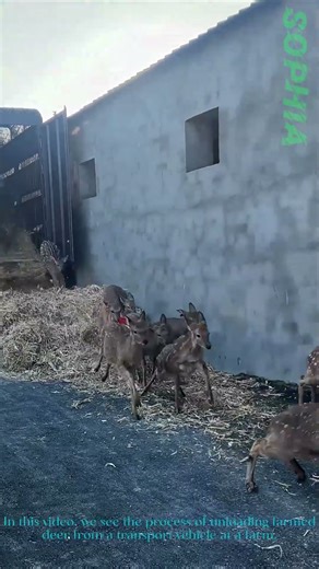 Farmed Deer Transport: Unloading Process at the Farm