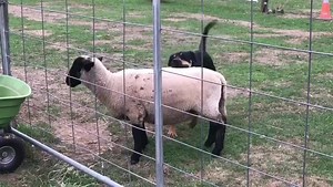 Ruby and Midnight Lamb Growing up together ❤️ Now that they are teenagers Ruby has to work out the rules of the games that Midnight instigates | FreeHearts Animal Sanctuary
