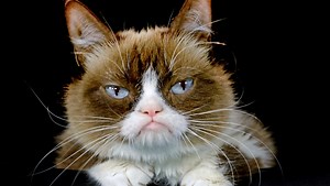 What national day is today? It's International Cat Day. Celebrate these famous felines