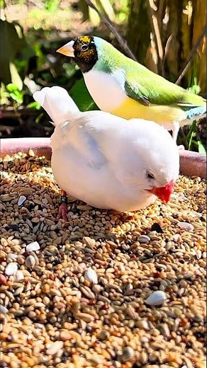 Zebra Finch Up Close | The White Jumbo Zebra Finch