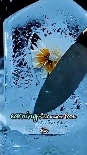 🌸 Frozen Primrose Reveal — The “First Bloom” of Spring ❄️🌼