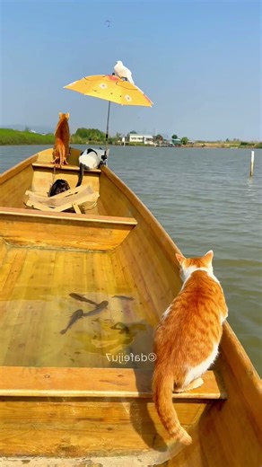 The fisherman saved the bird's life.