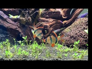 TIGER BARB ARE THEY FIGHTING OR MATING?