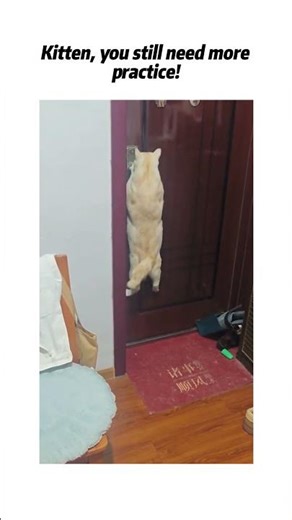 Kitten, you can’t open the door!