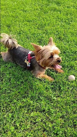 Yorkie Lucy Yorkshire Terrier Happy And Joyful