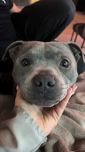 So cute 🤭#new #staffordshirebullterrier #fyp #staffy #viralvideos | staffy