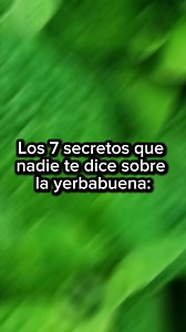 167K views · 2.4K reactions |  La yerbabuena es una planta medicinal con increíbles beneficios para la salud, pero ¿sabías que puede ayudarte a relajarte , mejorar la memoria 易, aliviar dolores  y hasta bajar de peso ⚖️ aprovecha al máximo todas sus propiedades. ✨ | Plantas Curativas" | Facebook